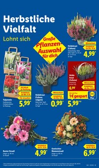 Blumen im aktuellen Lidl Prospekt (Berlin) Blumen im Lidl Prospekt "LIDL LOHNT SICH" mit 67 Seiten (Berlin)