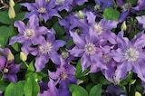 Jardiland Châtellerault - Promo Clématite à grandes fleurs "Evison" Promo Clématite à grandes fleurs "Evison" à 32,99 € dans le catalogue Jardiland à Châtellerault