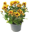 Aktuelle Chrysantheme Angebote bei Netto mit dem Scottie in Berlin Aktuelles Chrysanthemen Angebot bei Netto mit dem Scottie in Berlin ab 1,69 €