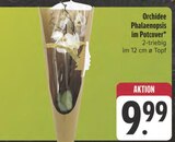 Orchidee Phalaenopsis im Potcover im Angebot bei E center in Erlangen Orchidee Phalaenopsis im Potcover Angebote bei E center Erlangen für 9,99 €