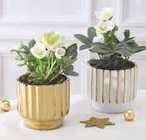 Hellebore dans le catalogue Super U