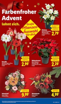 Pflanzen im Lidl Prospekt "LIDL LOHNT SICH" mit 72 Seiten (Heidelberg)