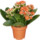 Netto Marken-Discount Wedemark - Kalanchoe Angebot im Prospekt Kalanchoe bei Netto Marken-Discount im Wedemark Prospekt für 1,99 €