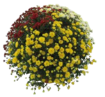 Chrysanthemen Busch Trio im Angebot bei EDEKA in Ravensburg Chrysanthemen Busch Trio Angebote bei EDEKA Ravensburg für 5,99 €