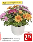 EDEKA Amorbach - Chrysanthemen Angebot im Prospekt Chrysanthemen bei EDEKA im Amorbach Prospekt für 2,49 €