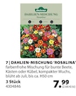 MISCHUNG 'ROSALINA' bei Dehner Garten-Center im Traunstein Prospekt für 7,99 €