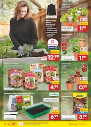 Netto Marken-Discount Blumentopf im Prospekt 