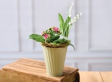 Composition 2 plantes en promo chez Super U Roubaix à 7,99 €
