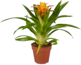 Bromelia en promo chez Lidl Nanterre à 4,49 €