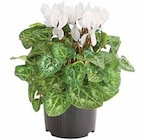 Aktuelle Pflanzenerde Angebote bei Dehner Garten-Center in Duisburg Aktuelles Alpenveilchen Angebot bei Dehner Garten-Center in Duisburg ab 2,49 €