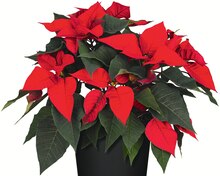 Weihnachtsstern bei Jawoll in Cuxhaven Weihnachtsstern im Angebot bei Jawoll Cuxhaven für 2,99 €