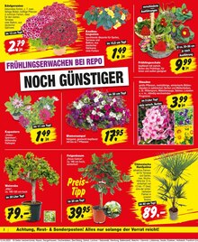 Repo Nauen Prospekt der aktuellen Woche, gültig von 14.04.2025 bis 19.04.2025 Aktueller Repo Nauen Prospekt "Aktuelle Angebote" mit 16 Seiten