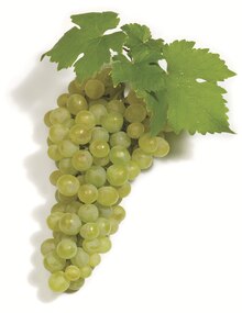 Griechenland helle Tafeltrauben bei K+K - Klaas & Kock in Herford Griechenland helle Tafeltrauben im Angebot bei K+K - Klaas & Kock Herford für 2,99 €