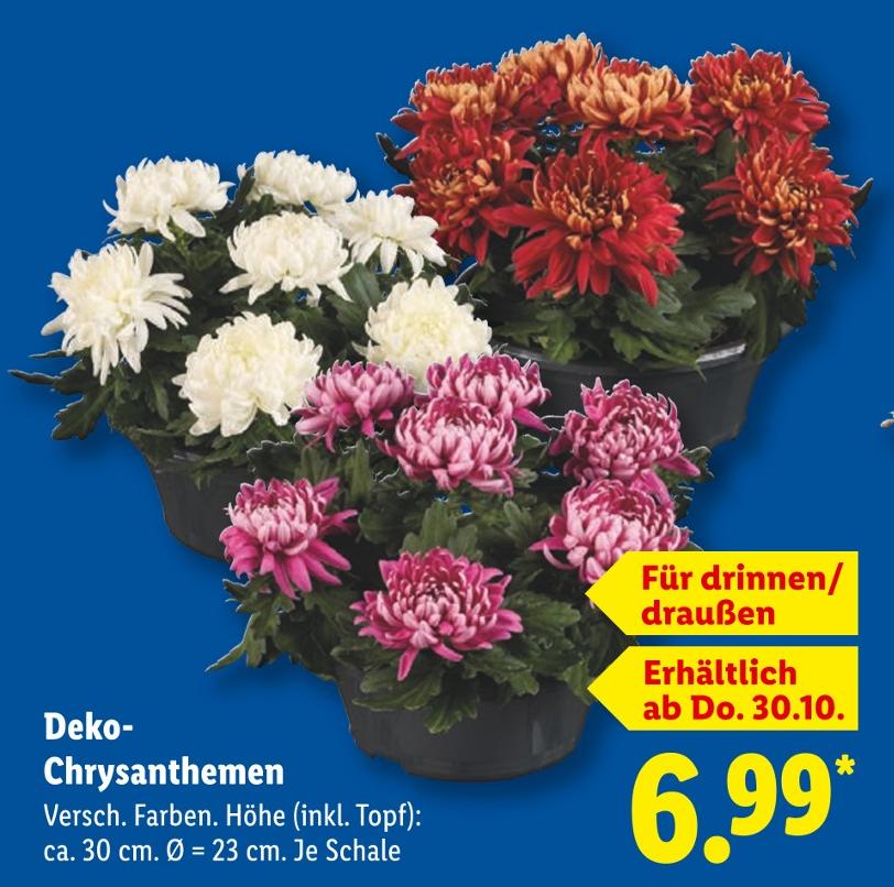 Deko-Chrysanthemen
