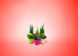 Netto Courrières - Promo COMPOSITION 3 PLANTES POT COULEUR 20 CM Promo COMPOSITION 3 PLANTES POT COULEUR 20 CM à 9,99 € dans le catalogue Netto à Courrières