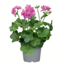 Geranie Angebote bei toom Baumarkt Freiberg für 2,29 €
