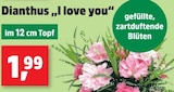 Dianthus I love you bei Thomas Philipps im Zöllnitz Prospekt für 1,99 €