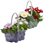 Frühlingskörbchen Angebote bei REWE Frankfurt für 5,99 €