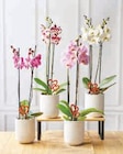 Orchidée 2 Tiges en promo chez U Express Orchidée 2 Tiges dans le catalogue U Express