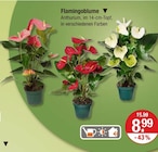 Zimmerpflanzen im V-Markt Prospekt Flamingoblume im aktuellen V-Markt Prospekt für 8,99 €
