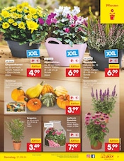 Aktueller Netto Marken-Discount Prospekt mit Garten, "Aktuelle Angebote", Seite 7