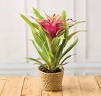Plante fleurie en promo chez Super U Nice à 8,99 €