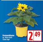 Sonnenblume im EDEKA Prospekt Sonnenblume von im aktuellen EDEKA Prospekt fĂŒr 2,49 âŹ