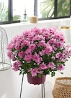 Chrysanthème pompon pot 17 cm unicolore - Intermarché Express à Bordeaux Chrysanthème pompon pot 17 cm unicolore en promo chez Intermarché Express Bordeaux à 3,99 €
