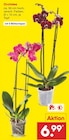 Aktuelle Orchidee Angebote bei Netto Marken-Discount in Stuttgart Aktuelles Orchidee Angebot bei Netto Marken-Discount in Stuttgart ab 6,99 €