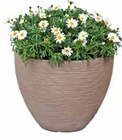 Aktuelle Blumentopf Angebote bei GLOBUS in Wiesbaden Aktuelles Pflanzgefäß mit Rillenoptik Angebot bei GLOBUS in Wiesbaden ab 9,99 €