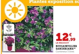Hyper U Gujan-Mestras - Promo BOUGAINVILLIER SANDERIANA Promo BOUGAINVILLIER SANDERIANA à 12,99 € dans le catalogue Hyper U à Gujan-Mestras