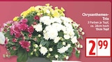 Chrysanthemen-Trio für 2,99 € bei EDEKA im Angebot Chrysanthemen-Trio im aktuellen EDEKA Prospekt