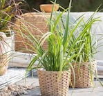 Carex von KÖLLE BIO im aktuellen Pflanzen Kölle Prospekt