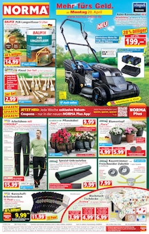 Blumentopf im Norma Prospekt "Mehr fürs Geld" mit 21 Seiten (Karlsruhe)