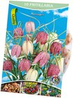 Premium-Blumenzwiebel bei Penny im Bad Bergzabern Prospekt für 1,99 €