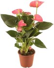 Aktuelle Zimmerpflanzen Angebote bei Penny in Duisburg Aktuelles Flamingoblume Angebot bei Penny in Duisburg ab 4,99 €
