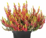 Dehner Garten-Center Bad Dürrheim - KNOSPENHEIDE 'GOLDEN ANGIE' Angebot im Prospekt KNOSPENHEIDE 'GOLDEN ANGIE' bei Dehner Garten-Center im Bad Dürrheim Prospekt für 2,99 €