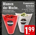 Aktuelle Blumen Angebote bei EDEKA in Paderborn Aktuelles Flammendes Käthchen Angebot bei EDEKA in Paderborn ab 1,99 €