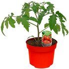 Tomatenpflanze "Historische Sorte" bei REWE im Neustadt Prospekt für 1,69 €