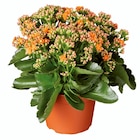 Kalanchoé couleur - Lidl à Asnières-sur-Seine Kalanchoé couleur en promo chez Lidl Asnières-sur-Seine à 2,39 €