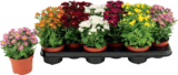 Aktuelle Chrysantheme Angebote bei Hornbach in Bielefeld Aktuelles Herbst-Chrysantheme „Swifty“ Angebot bei Hornbach in Bielefeld ab 2,99 €
