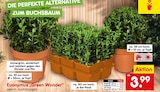 Euonymus 'Green Wonder' bei Netto Marken-Discount im Schelklingen Prospekt für 3,99 €