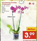 Schmetterlings-Orchidee bei Netto Marken-Discount im Deilingen Prospekt für 3,99 €