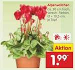 Aktuelle Alpenveilchen Angebote bei Netto Marken-Discount in Hannover Aktuelles Alpenveilchen Angebot bei Netto Marken-Discount in Hannover ab 1,99 €