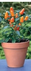 Capsicum ou solanum en promo chez Super U Capsicum ou solanum dans le catalogue Super U