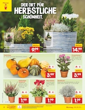 Ähnliche Angebote wie Rankhilfe im Prospekt "Aktuelle Angebote" auf Seite 6 von Netto Marken-Discount in Wiesbaden