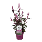 Sommerstauden Mix im Angebot bei Marktkauf in Pinneberg Sommerstauden Mix Angebote bei Marktkauf Pinneberg für 5,00 €