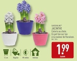 Jacinthe - Gardenline dans le catalogue Aldi