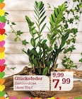 Glücksfeder Zamioculcas Angebote bei Garten-Center Nordharz GmbH & Co. KG Braunschweig für 7,99 €