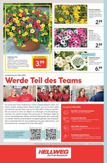 Blumen im Hellweg Prospekt "Die Profi-Baumärkte" mit 16 Seiten (Dortmund)